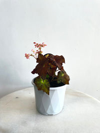 Sunset Blaze | Begonia rex | 130mm Nursery Pot