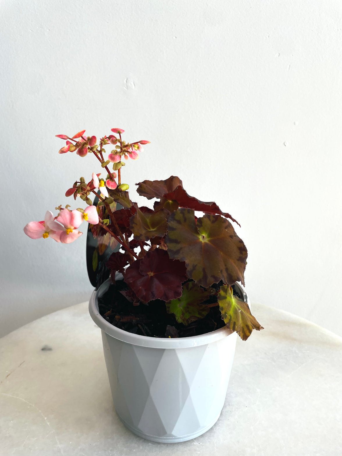 Sunset Blaze | Begonia rex | 130mm Nursery Pot