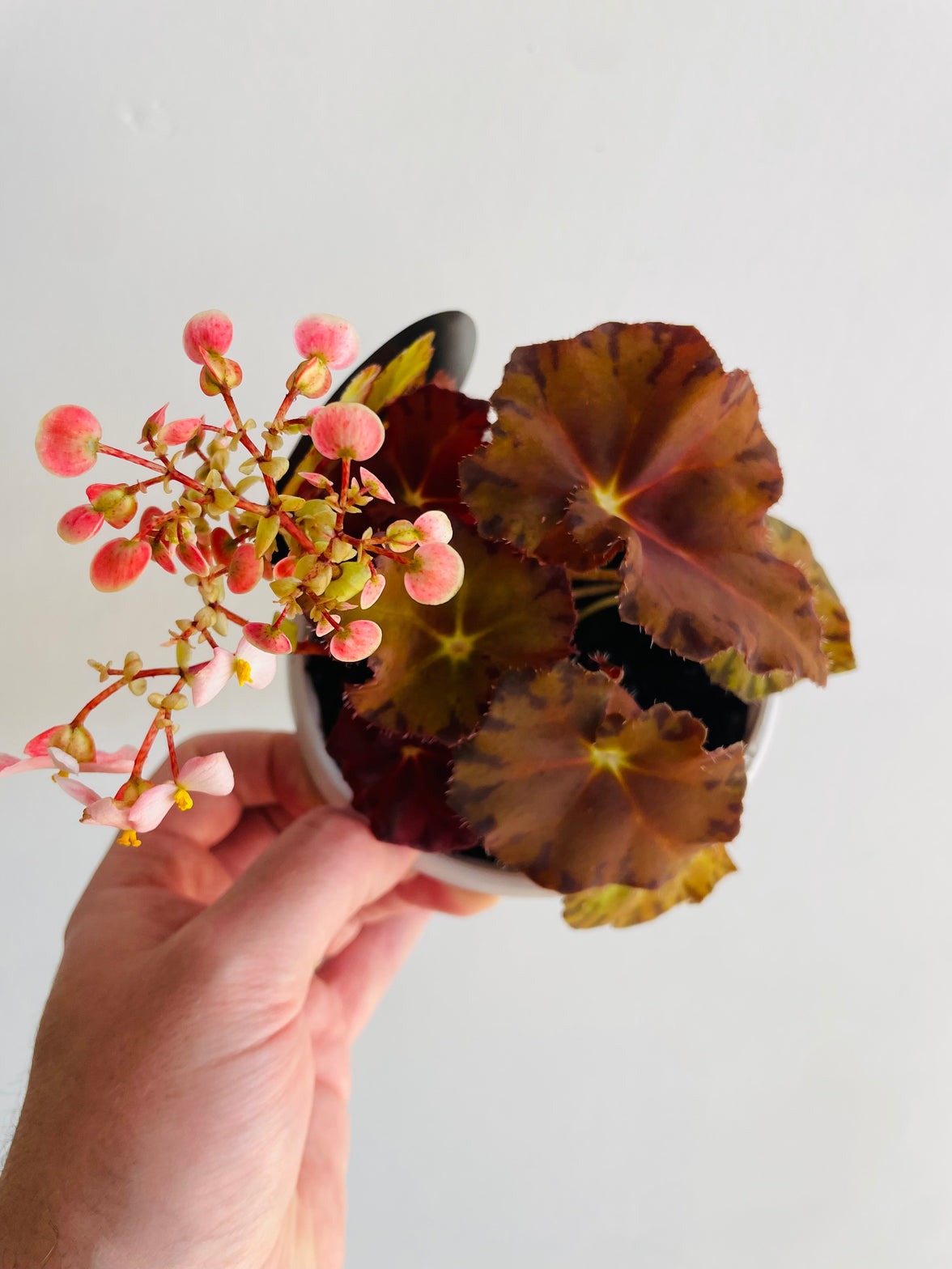 Sunset Blaze | Begonia rex | 130mm Nursery Pot