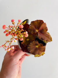 Sunset Blaze | Begonia rex | 130mm Nursery Pot