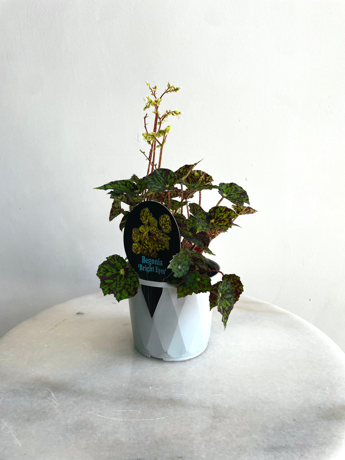 Bright Eyes | Begonia bowerae | 130mm Nursery Pot