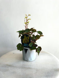 Bright Eyes | Begonia bowerae | 130mm Nursery Pot