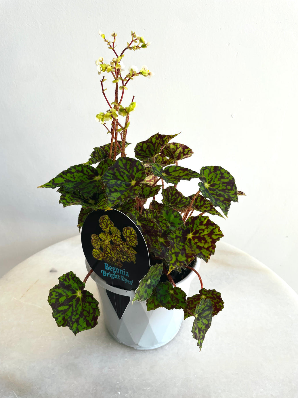 Bright Eyes | Begonia bowerae | 130mm Nursery Pot