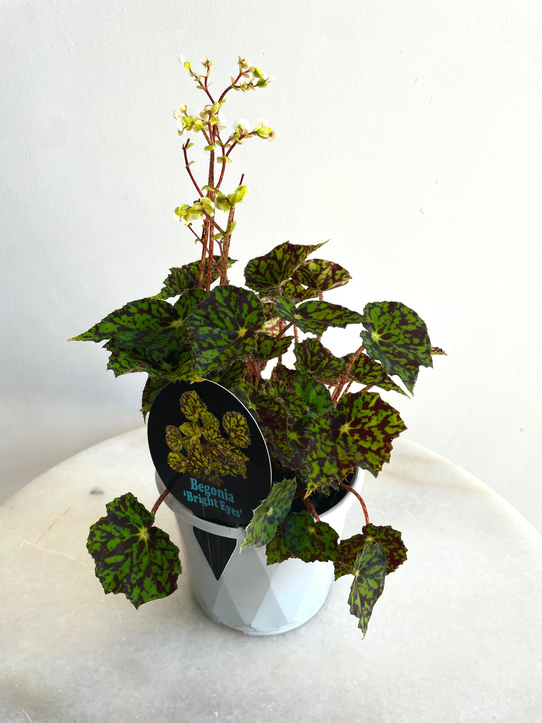 Bright Eyes | Begonia bowerae | 130mm Nursery Pot