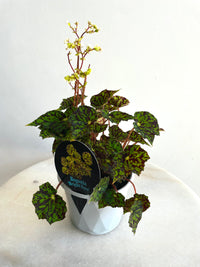 Bright Eyes | Begonia bowerae | 130mm Nursery Pot