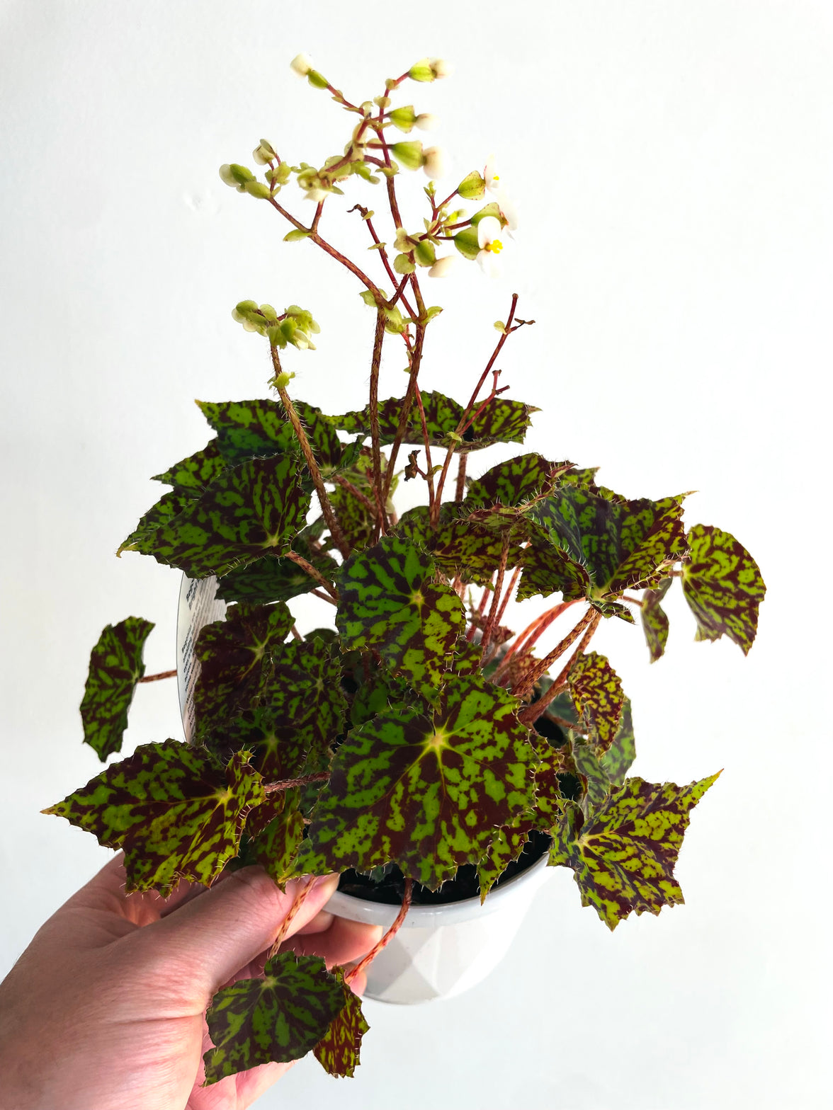 Bright Eyes | Begonia bowerae | 130mm Nursery Pot