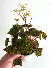 Bright Eyes | Begonia bowerae | 130mm Nursery Pot
