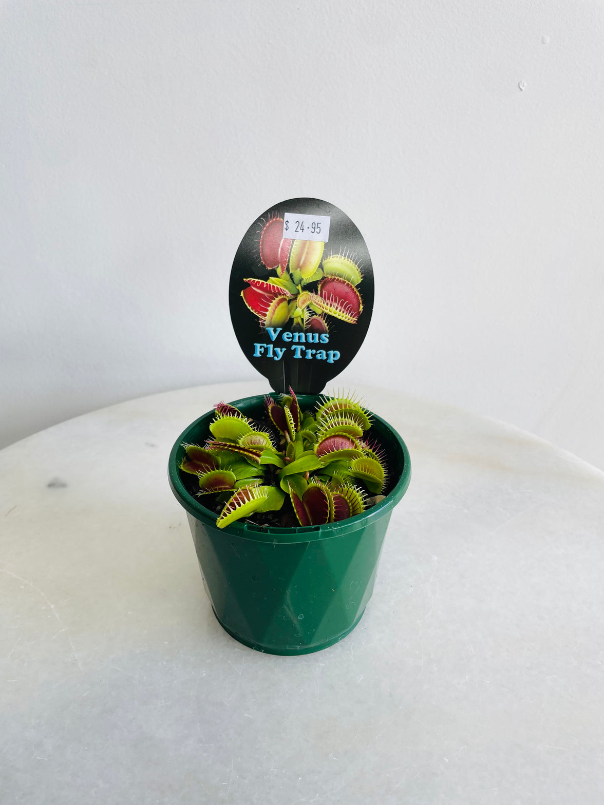 Venus Flytrap | Dionaea muscipula | 100mm Nursery Pot