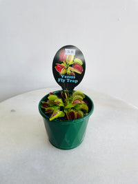 Venus Flytrap | Dionaea muscipula | 100mm Nursery Pot