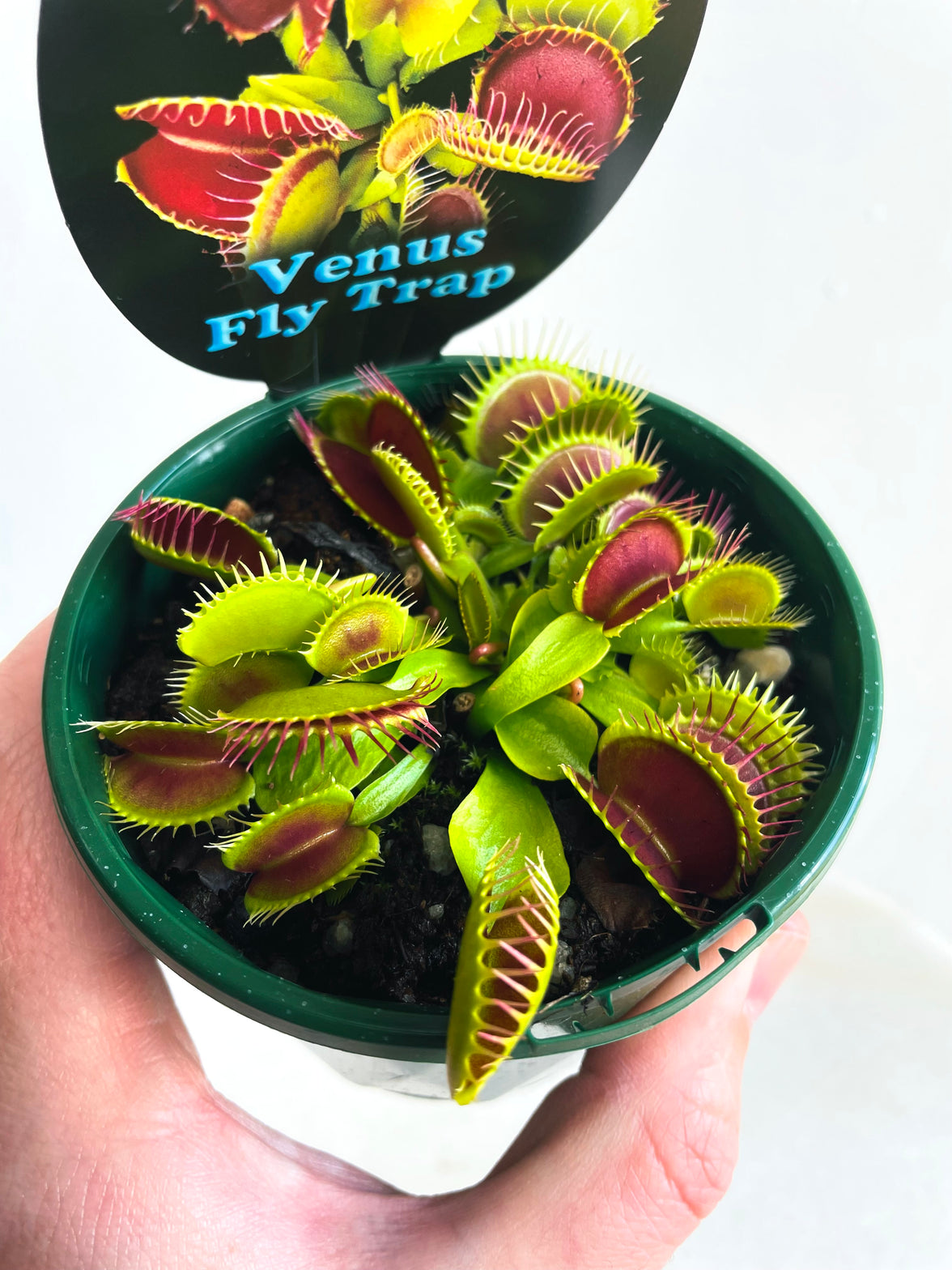 Venus Flytrap | Dionaea muscipula | 100mm Nursery Pot