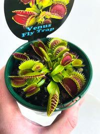 Venus Flytrap | Dionaea muscipula | 100mm Nursery Pot