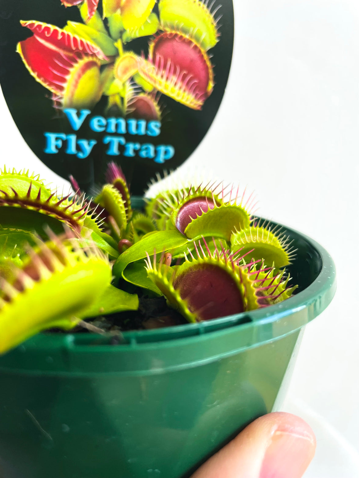 Venus Flytrap | Dionaea muscipula | 100mm Nursery Pot