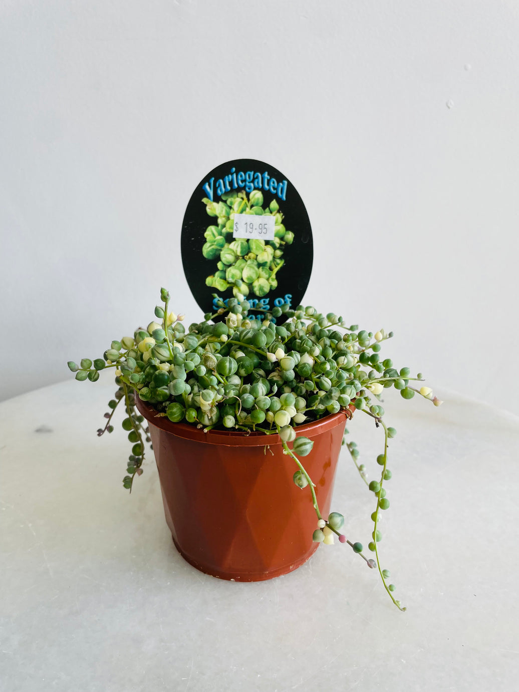 Variegated String of Pearls | Senecio rowleyanus | 100mm Nursery Pot