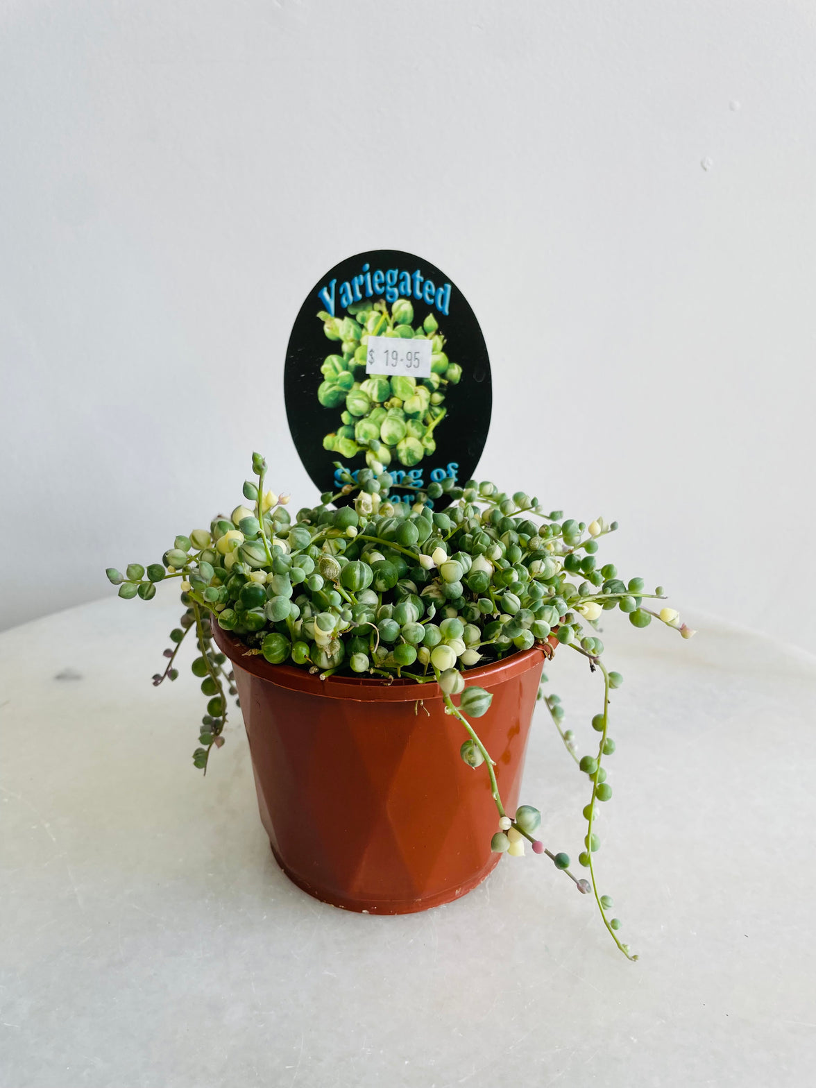 Variegated String of Pearls | Senecio rowleyanus | 100mm Nursery Pot