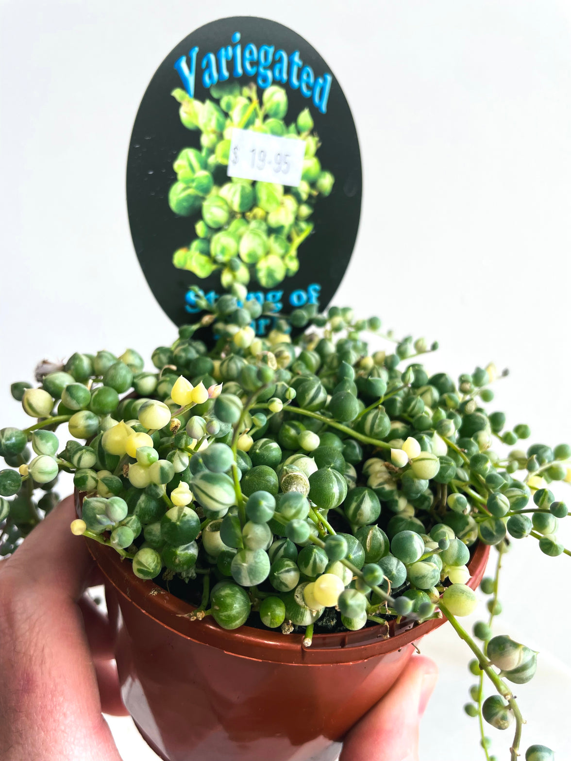 Variegated String of Pearls | Senecio rowleyanus | 100mm Nursery Pot