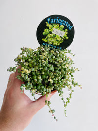Variegated String of Pearls | Senecio rowleyanus | 100mm Nursery Pot