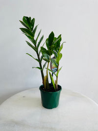 Zanzibar Gem | Zamioculcas zamiifolia | 100mm Nursery Pot