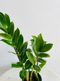 Zanzibar Gem | Zamioculcas zamiifolia | 100mm Nursery Pot