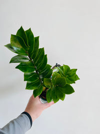 Zanzibar Gem | Zamioculcas zamiifolia | 100mm Nursery Pot