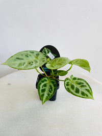 Dorayaki | Anthurium crystallinum | 70mm Nursery Pot