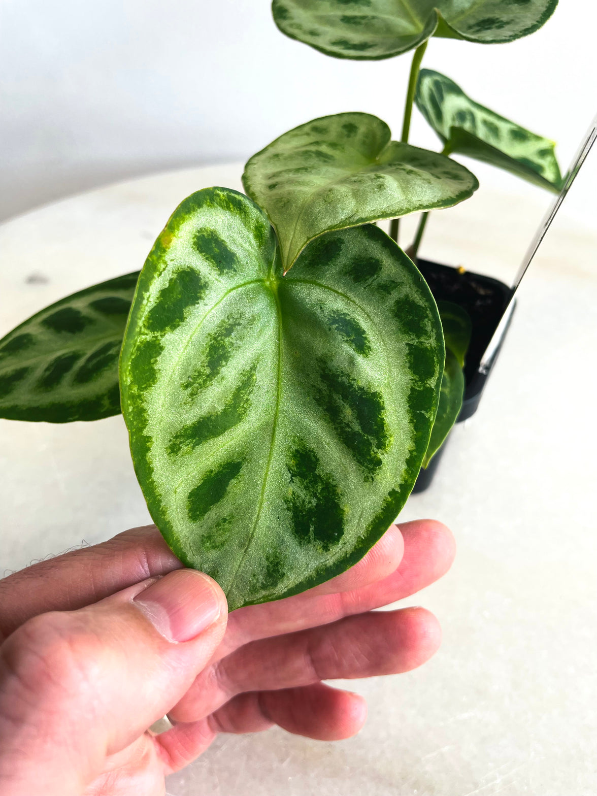 Dorayaki | Anthurium crystallinum | 70mm Nursery Pot