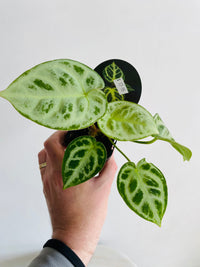 Dorayaki | Anthurium crystallinum | 70mm Nursery Pot