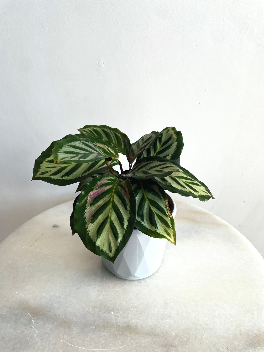 Bicajoux Calathea | Goeppertia | 130mm Nursery Pot