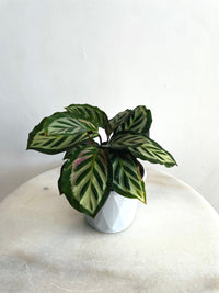 Bicajoux Calathea | Goeppertia | 130mm Nursery Pot