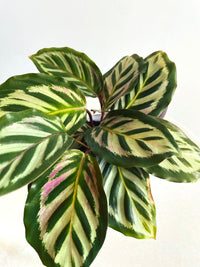 Bicajoux Calathea | Goeppertia | 130mm Nursery Pot