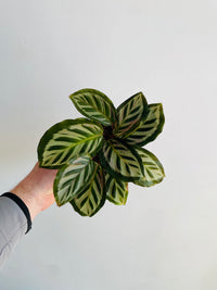 Bicajoux Calathea | Goeppertia | 130mm Nursery Pot