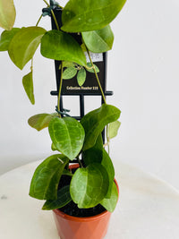 Hoya elliptica | 100mm Nursery Pot