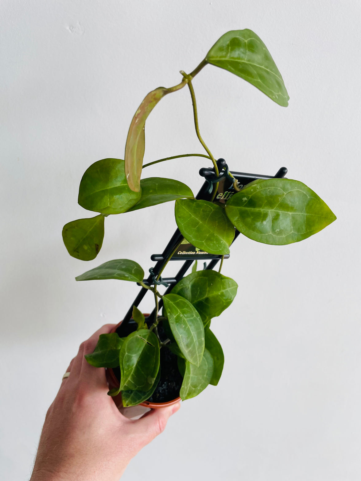 Hoya elliptica | 100mm Nursery Pot