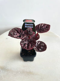 Schumi Red Radiator Plant | Peperomia caperata | 70mm Nursery Pot