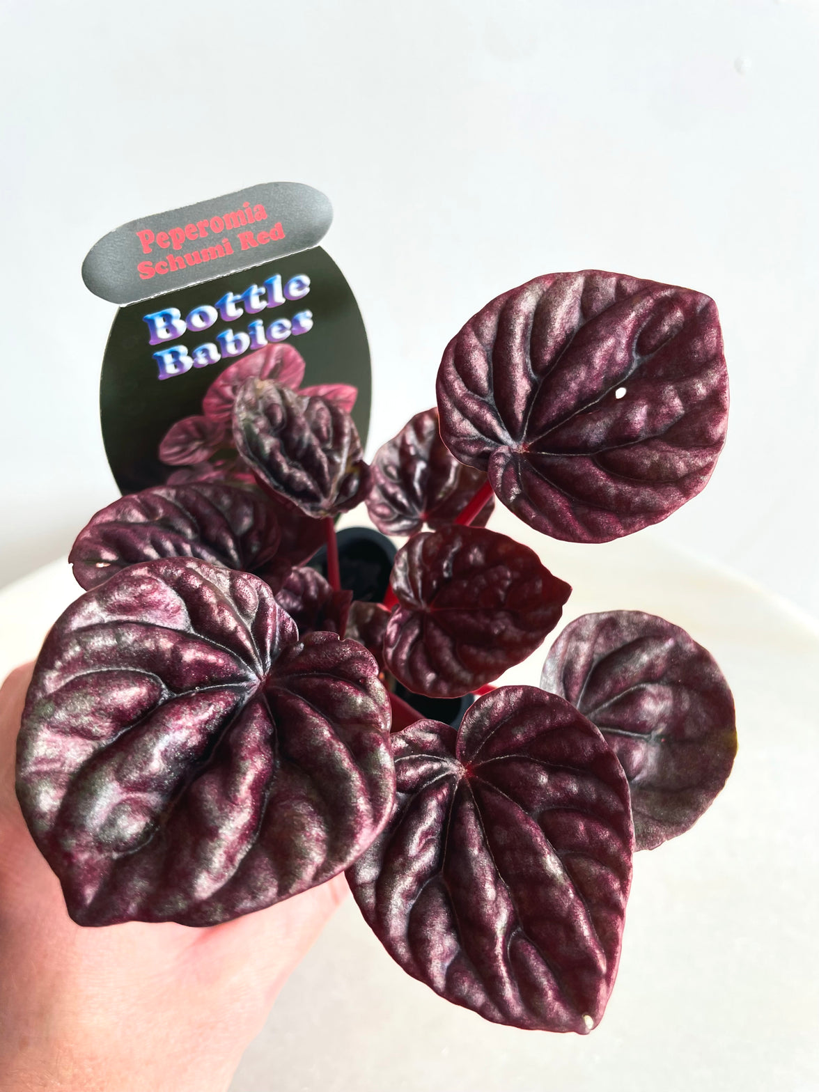 Schumi Red Radiator Plant | Peperomia caperata | 70mm Nursery Pot