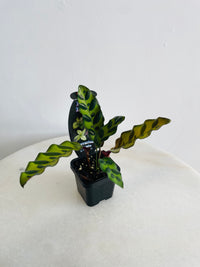 Rattlesnake Plant | Calathea insignis | 70mm Nursery Pot