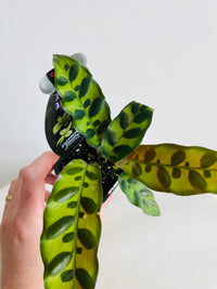 Rattlesnake Plant | Calathea insignis | 70mm Nursery Pot