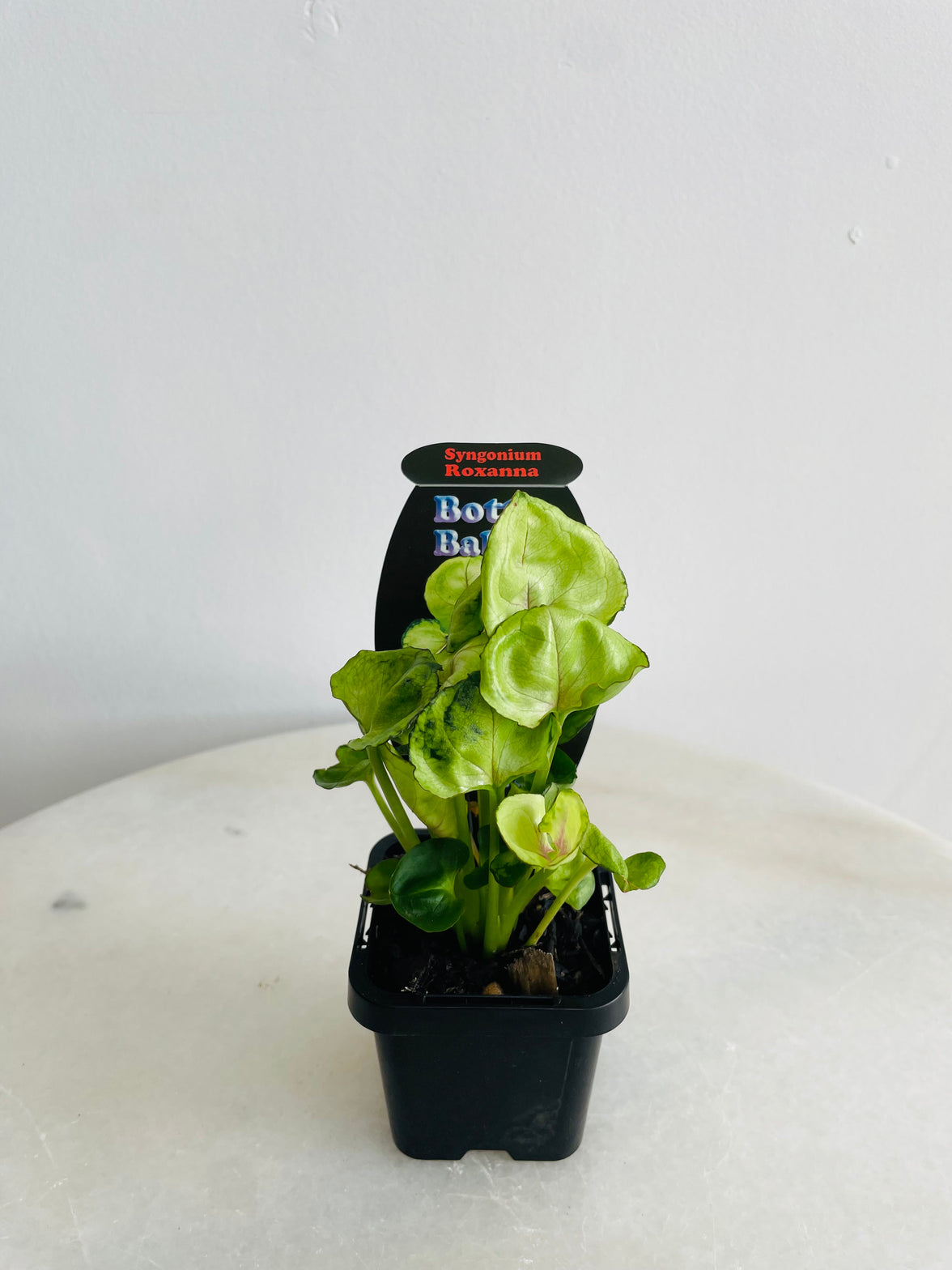 Roxanna Arrowhead Vine | Syngonium podophyllum | 70mm Nursery Pot