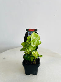 Roxanna Arrowhead Vine | Syngonium podophyllum | 70mm Nursery Pot