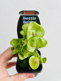 Roxanna Arrowhead Vine | Syngonium podophyllum | 70mm Nursery Pot