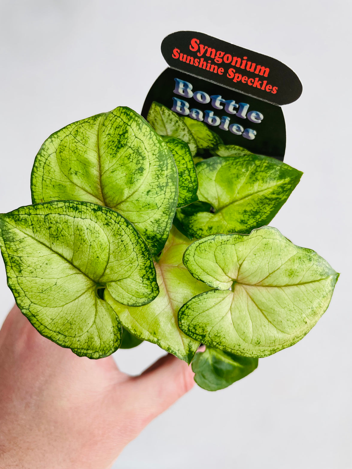 Sunshine Speckles Arrowhead Vine | Syngonium podophyllum | 70mm Nursery Pot