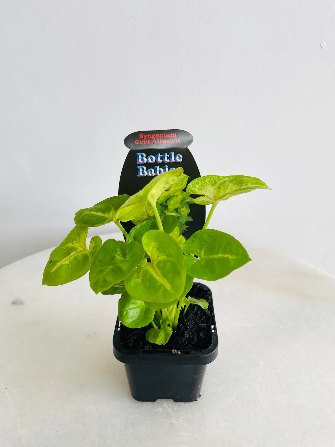 Gold Allusion Arrowhead Vine | Syngonium podophyllum | 70mm Nursery Pot