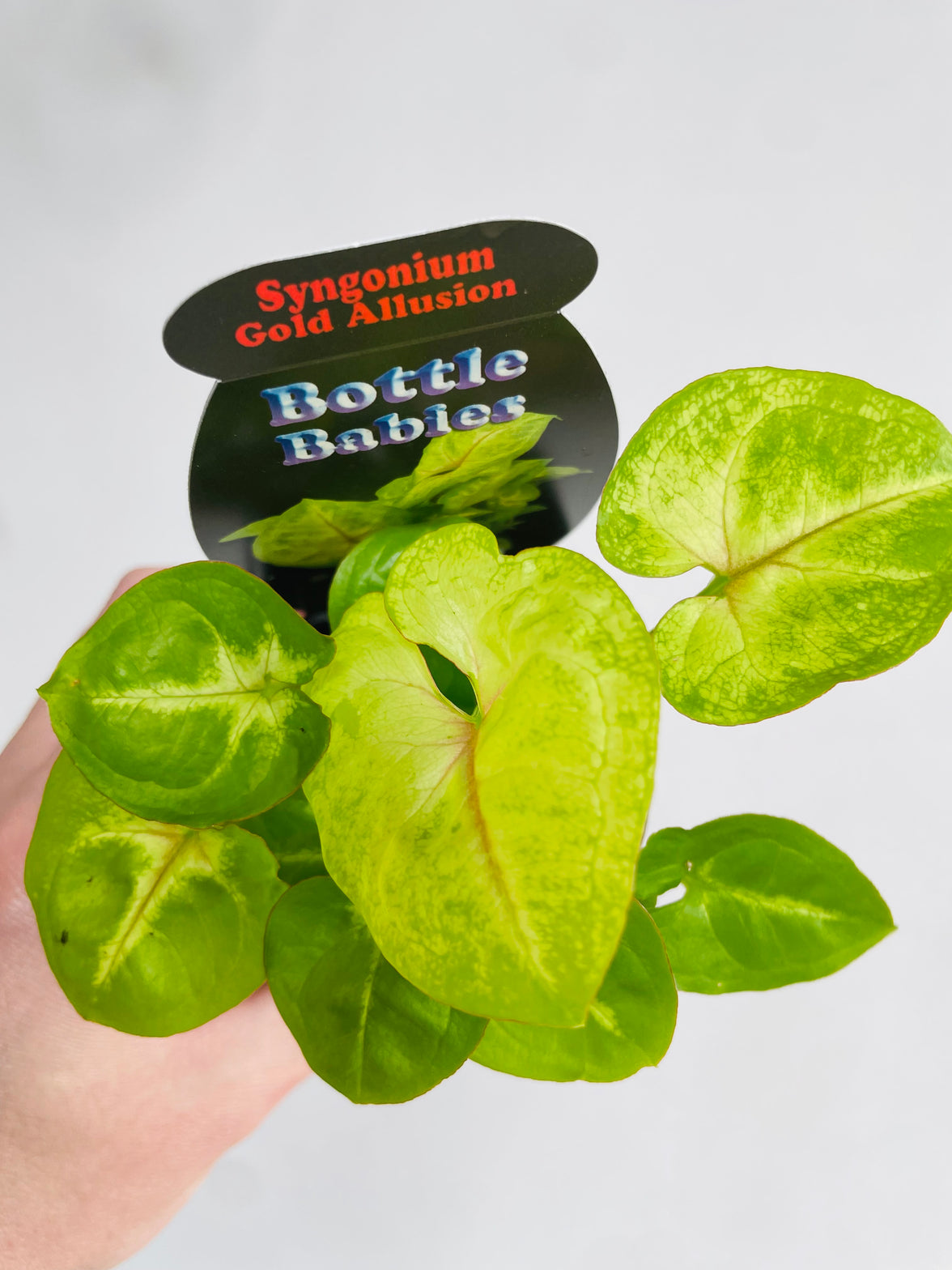 Gold Allusion Arrowhead Vine | Syngonium podophyllum | 70mm Nursery Pot