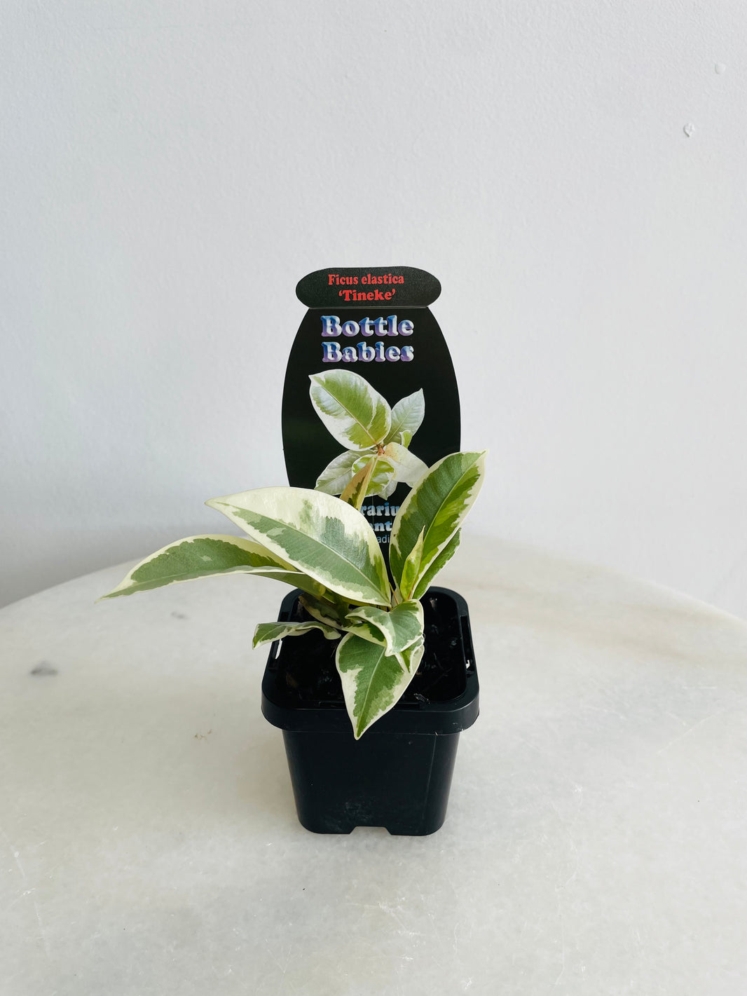 Tineke Rubber Plant | Ficus elastica | 70mm Nursery Pot