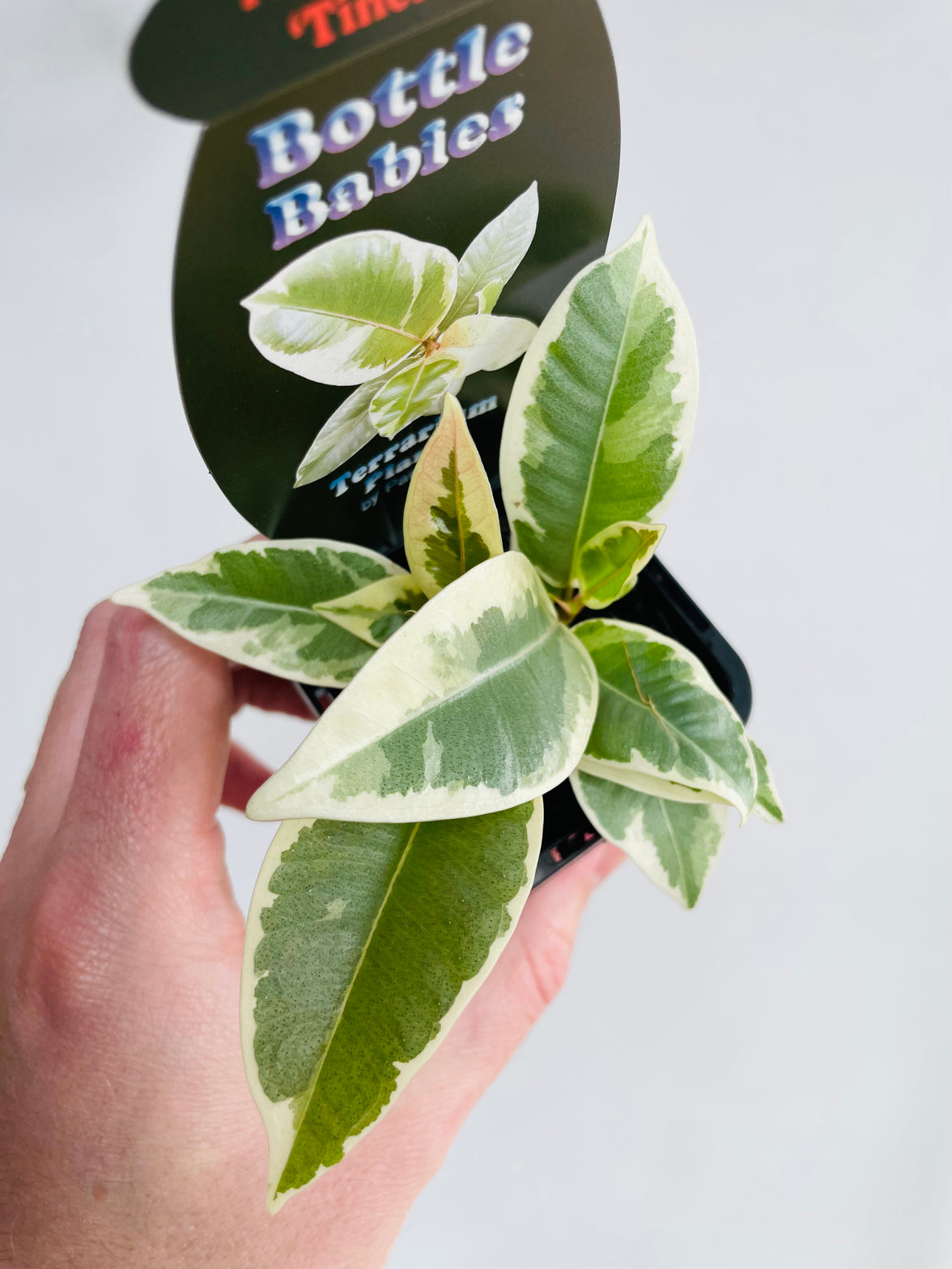 Tineke Rubber Plant | Ficus elastica | 70mm Nursery Pot