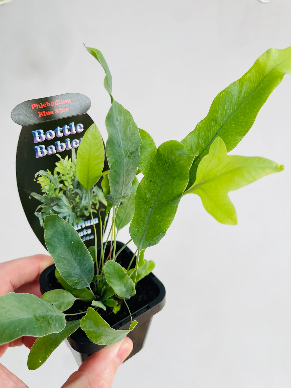 The Blue Star Fern | Phlebodium aureum | 70mm Nursery Pot