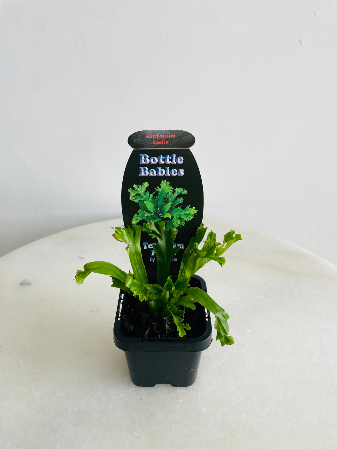 Leslie Bird's Nest Fern | Asplenium antiquum | 70mm Nursery Pot