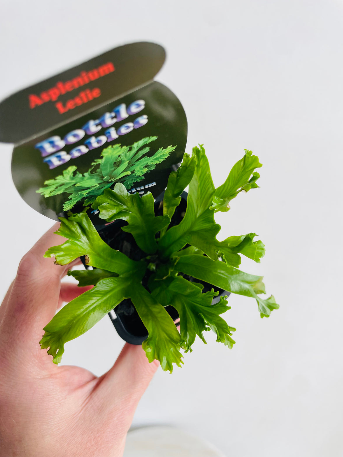 Leslie Bird's Nest Fern | Asplenium antiquum | 70mm Nursery Pot