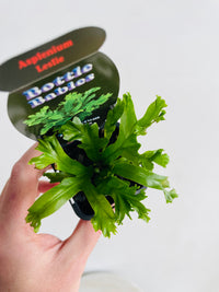 Leslie Bird's Nest Fern | Asplenium antiquum | 70mm Nursery Pot