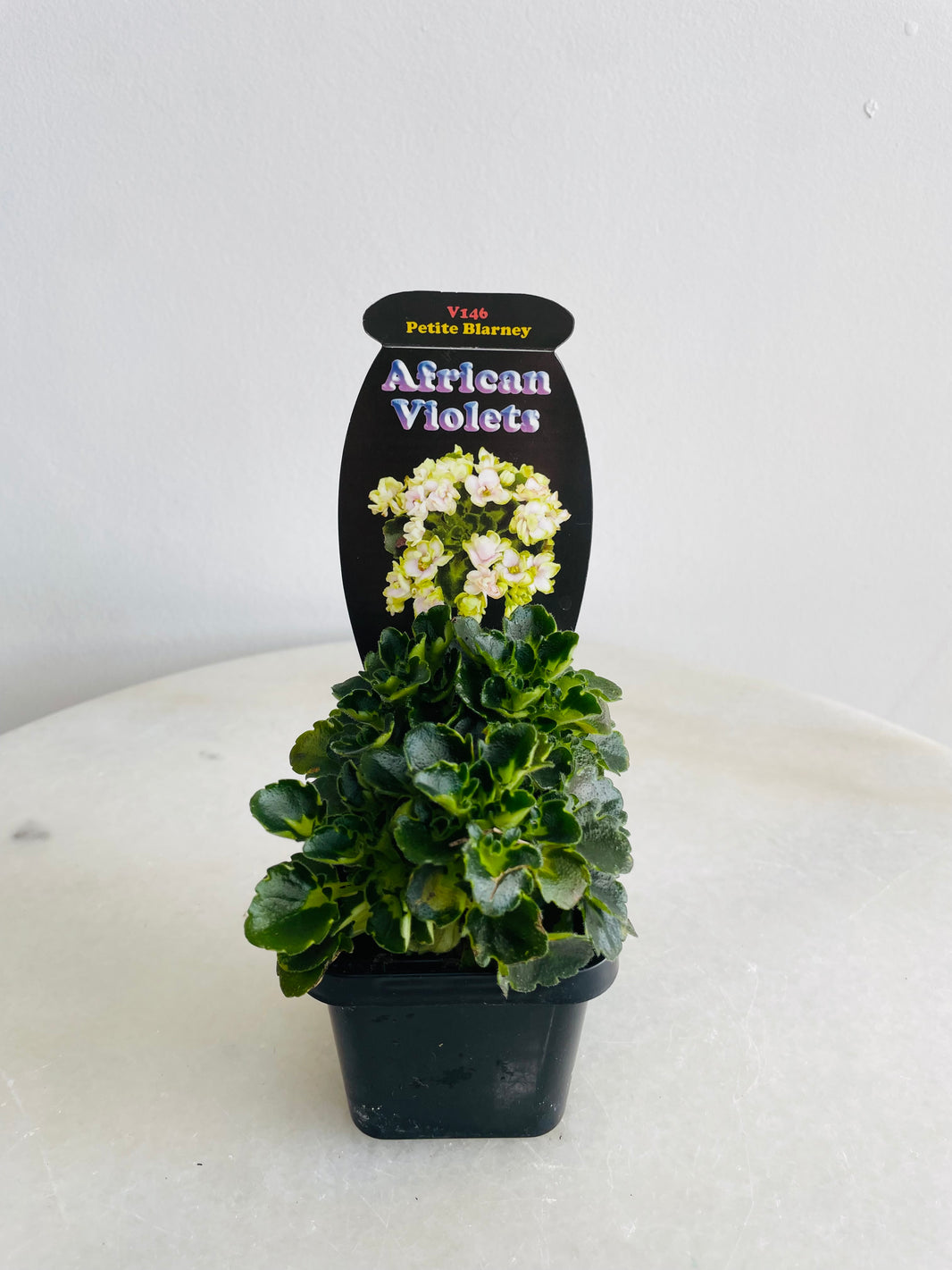 Petite Blarney African Violet | Streptocarpus sect. Saintpaulia | 70mm Nursery Pot
