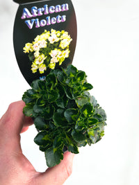 Petite Blarney African Violet | Streptocarpus sect. Saintpaulia | 70mm Nursery Pot